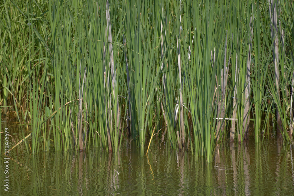River with reed reflected in the water