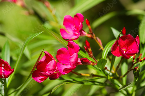 Pinkfarbene Oleanderblüten
