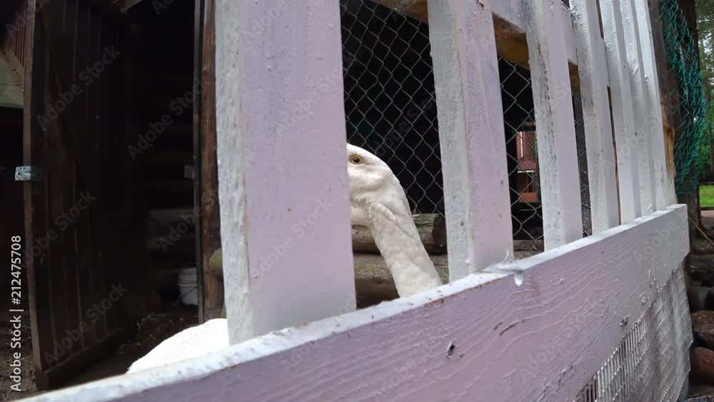 White farmyard goose stretching its neck over a fence farm. The village bird's yard White farmyard goose stretching its neck over a fence farm. The village bird's yard