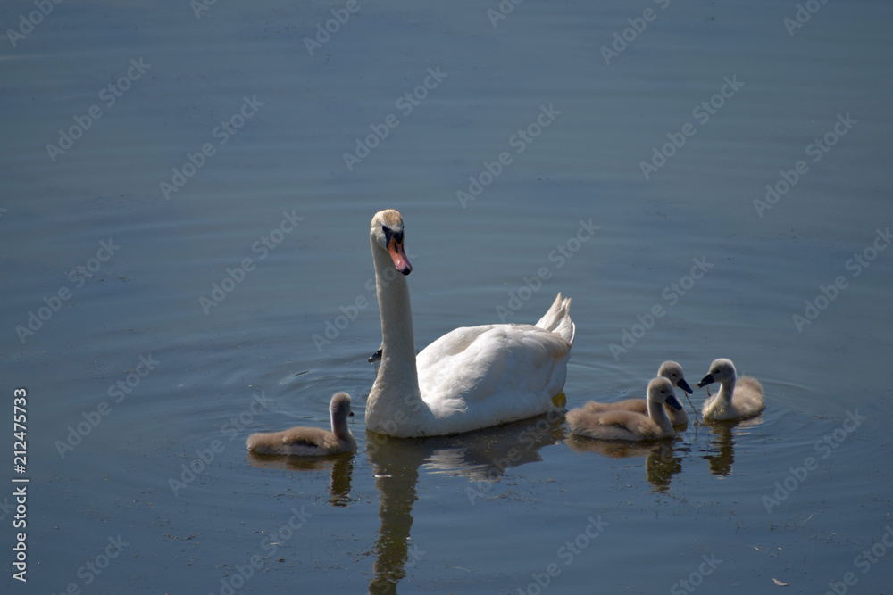Swan family. Mother swan and baby chicks children kids swans. Birds floating on water Swan family. Mother swan and baby chicks children kids swans. Birds floating on water