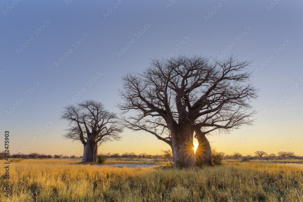 Sun starburst at baobab tree