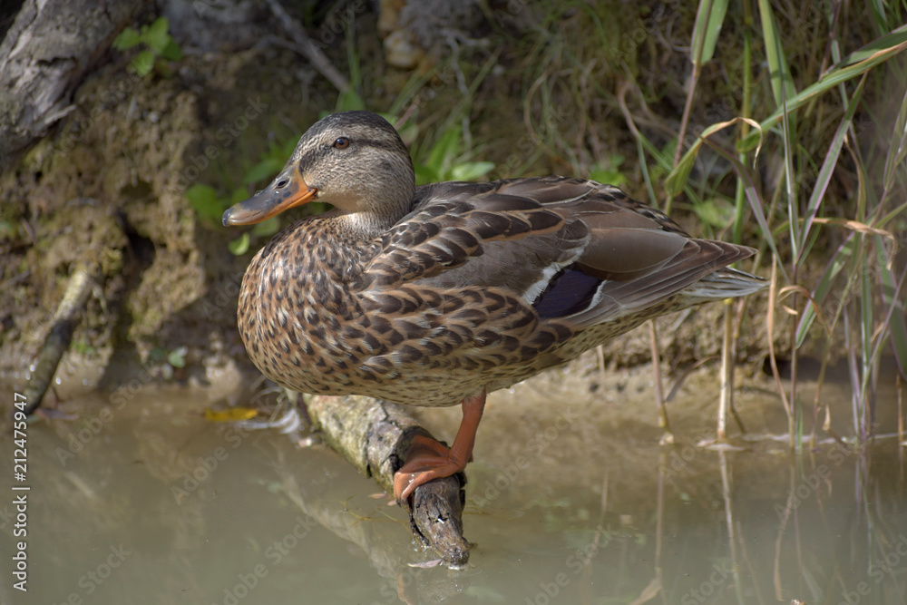 The wild duck sits on the root of the tree on the pond. The wild duck sits on the root of the tree on the pond.