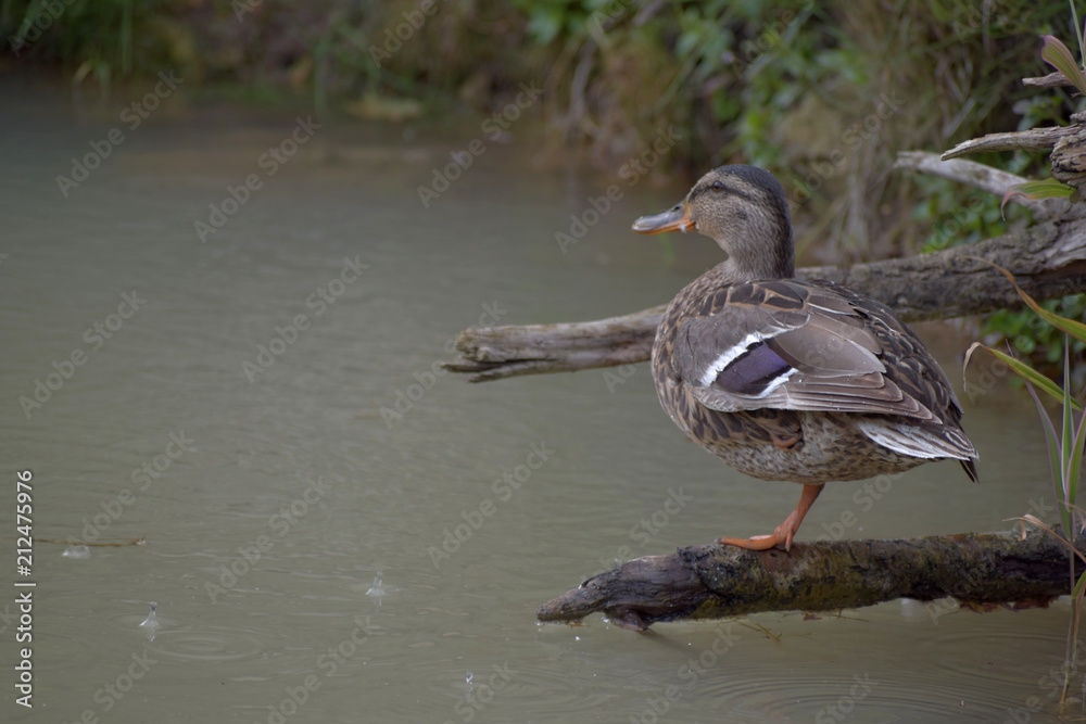 The wild duck sits on the root of the tree on the pond. The wild duck sits on the root of the tree on the pond.