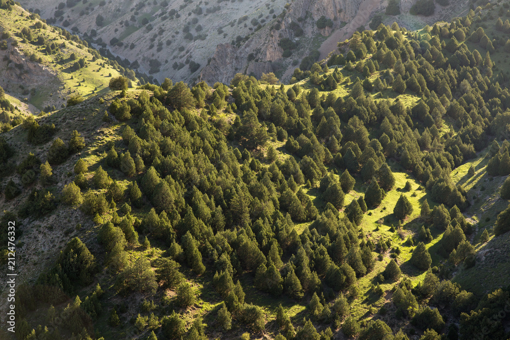 Obraz premium Juniperus Forest, Hezar Masjed Mountains, Khorasan, Iran
