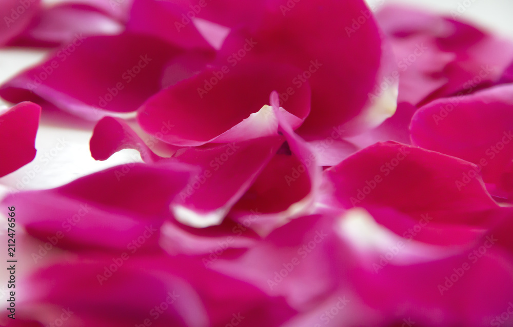 background of rose petals on a white background gently lie background of rose petals on a white background gently lie