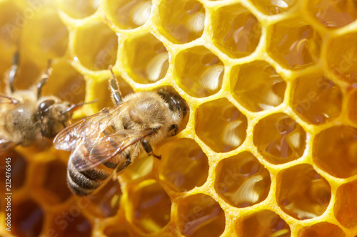 beautiful bees on honeycombs with honey close-up © Екатерина Переславце