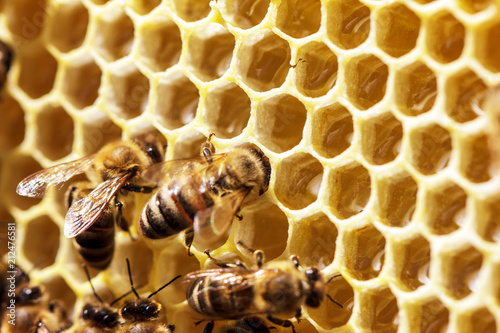 beautiful bees on honeycombs with honey close-up