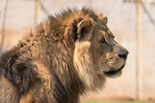 Close-up of a male African Lion
