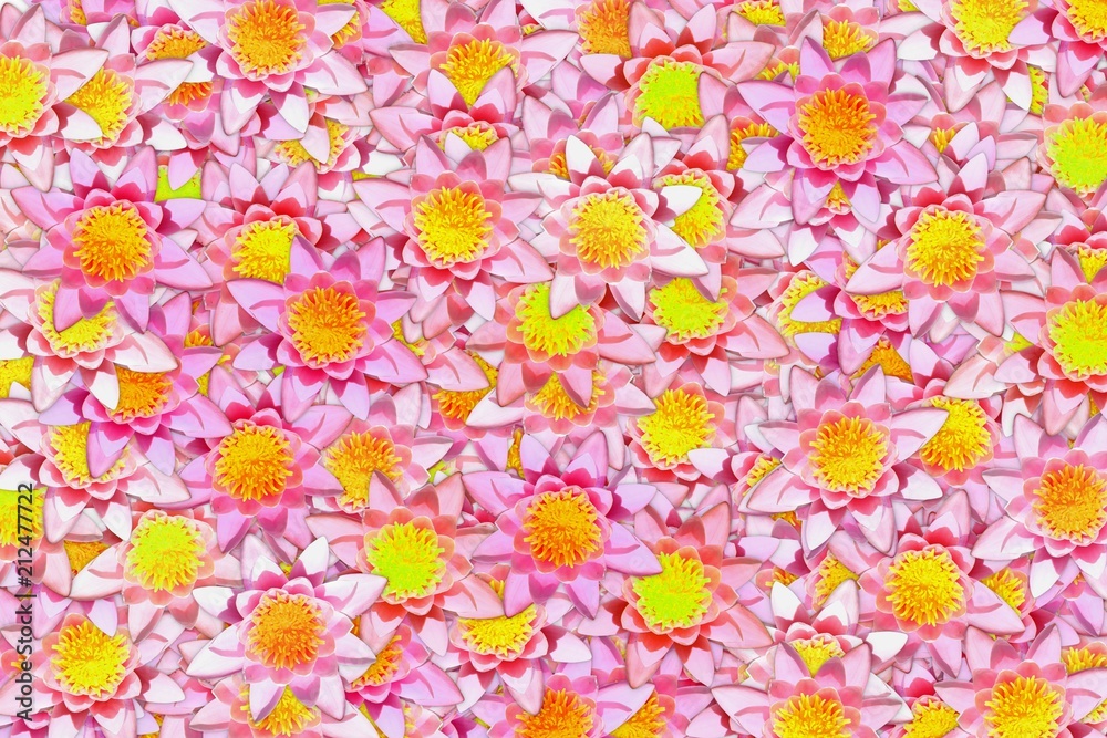 Many blooming pink and yellow lotus flower abstract bright background.