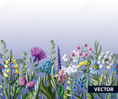 Seamless border of wild flowers.  Vector illustration.