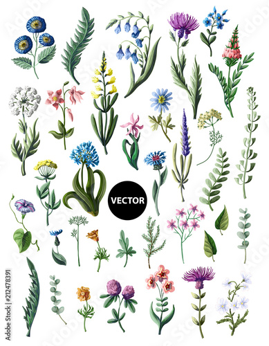 Big set of wild flowers isolated. Vector illustration.