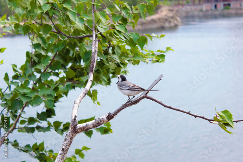 Wagtail sits on a branch photo