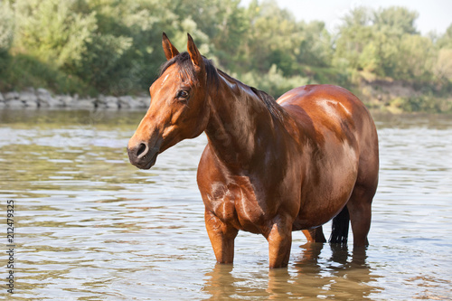 Nice paint horse on water