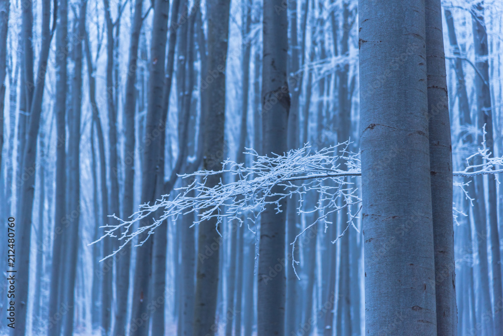 Winter landscape on the forest with fresh snow Winter landscape on the forest with fresh snow