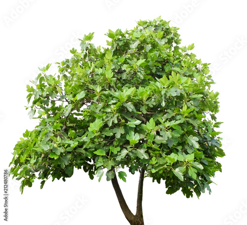 Fig tree isolated