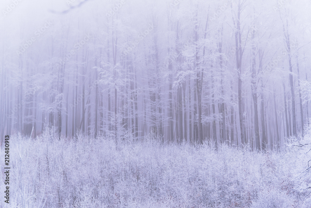Winter landscape on the forest with fresh snow Winter landscape on the forest with fresh snow