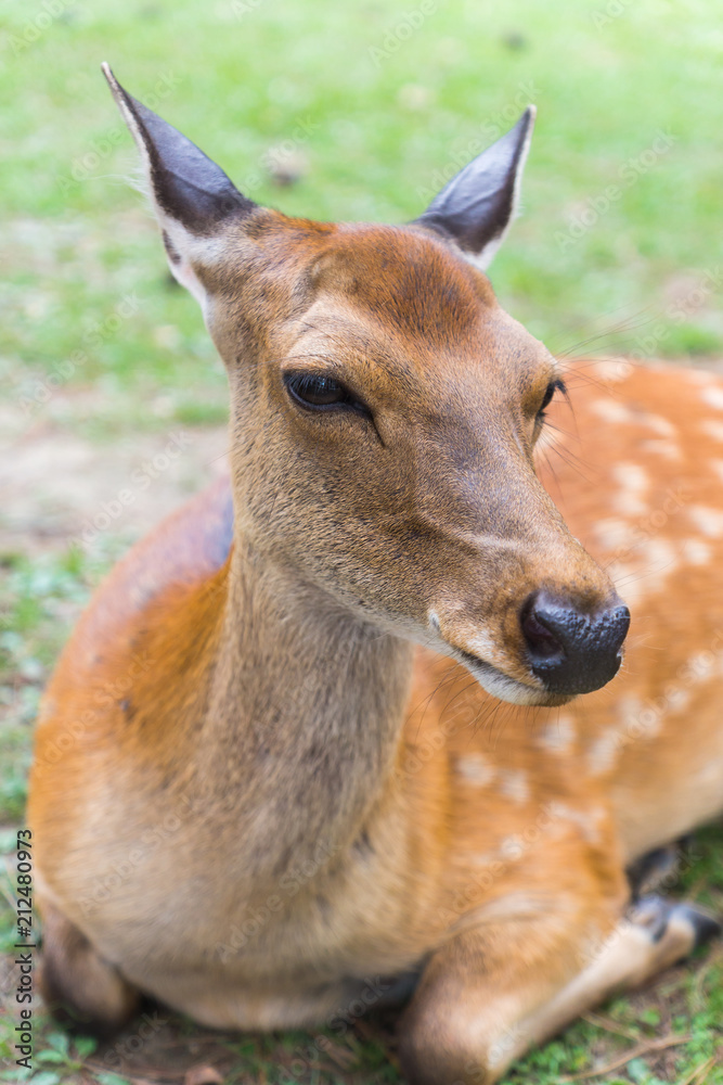 Fototapeta premium A closeup portrait of a cute wild sika deer with beautiful eyes laying on the ground on a hot summer day in Nara Public Park, Nara, Japan
