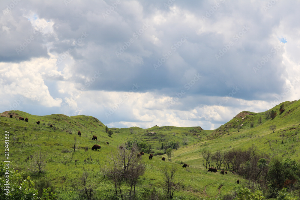 Naklejka premium Herd of American bison in Theodore Roosevelt National Park, North Dakota