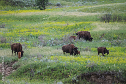 Family of bison in Theodore Roosevelt National PArk © Bram