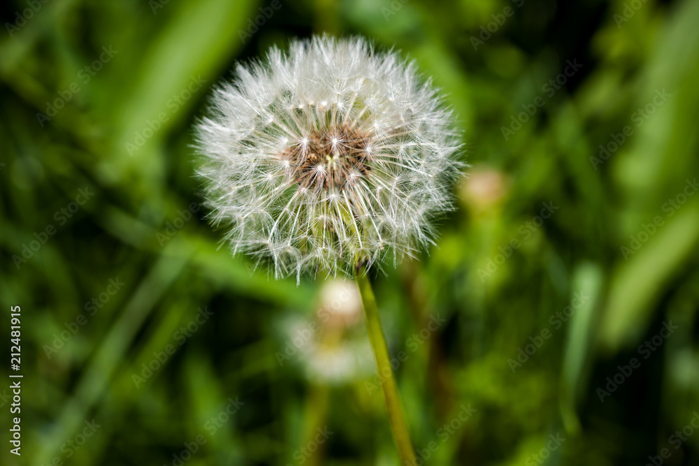 Taraxacum officinale on the green background Taraxacum officinale on the green background
