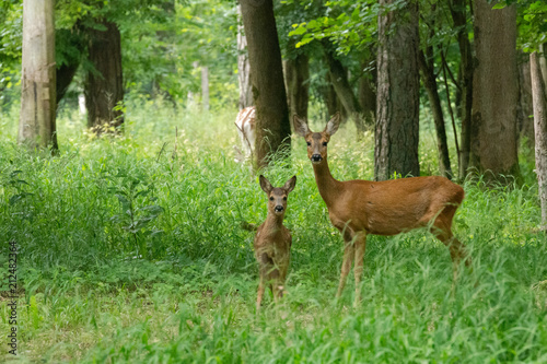 Chevrette et son faon dans la forêt