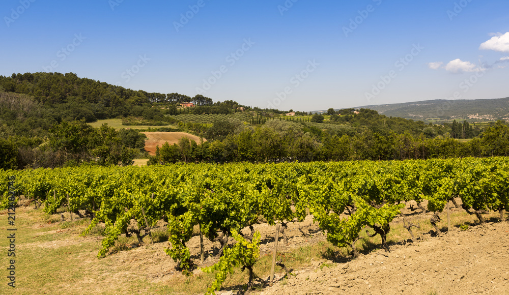 Wine growing near Roussillon. Vaucluse, Provence, France