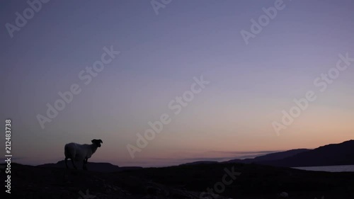 Silhouette d'un mouton au crépuscule / Silhouette of a sheep in front of a loch