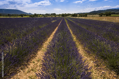 Lavender fields between Roussillon and Rustrel. Vaucluse, Provence, France