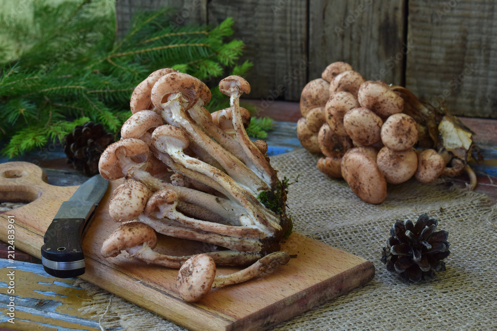 Wild forest mushrooms honey agarics on wooden background. Armillaria mellea. Couple honey gel Hallimasch fungus Wild forest mushrooms honey agarics on wooden background. Armillaria mellea. Couple honey gel Hallimasch fungus