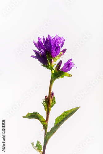 Campanula glomerata with Leaves - Isolated on White