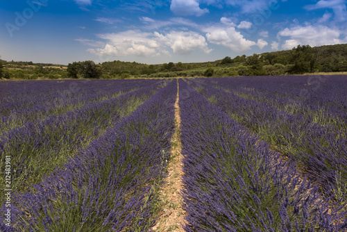 Lavender fields between Roussillon and Rustrel. Vaucluse, Provence, France