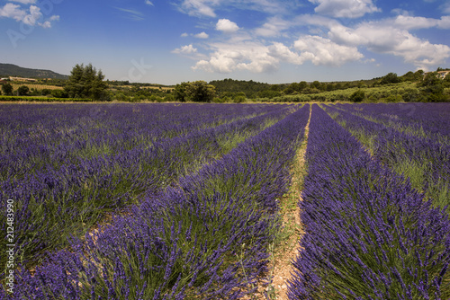 Lavender fields between Roussillon and Rustrel. Vaucluse, Provence, France