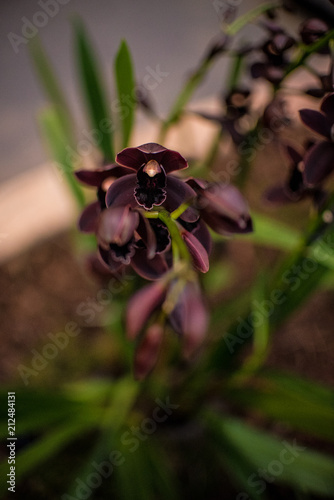czekoladowa orchidea