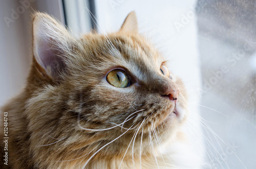 red fluffy cat looking out the window © cook_inspire