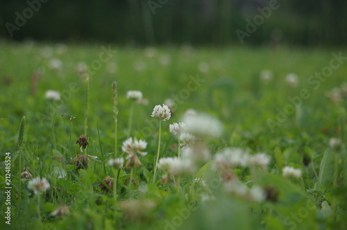 White clover and green grass 