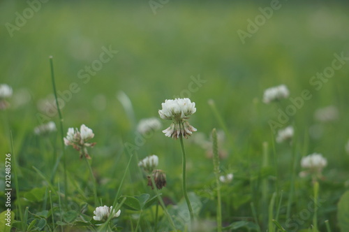 White clover and green grass 