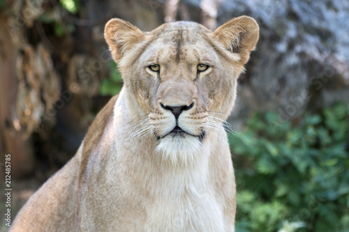Löwin Portrait (Panthera leo) 