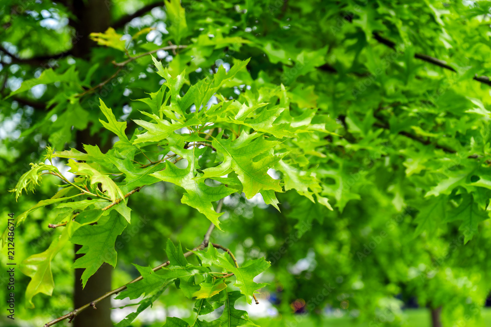 Green leaves of landscaping tree, Quercus palustris, the pin or swamp Spanish oak in park Green leaves of landscaping tree, Quercus palustris, the pin or swamp Spanish oak in park