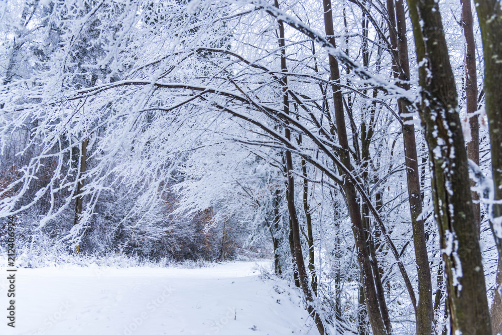 Fototapeta premium Winter snow trees