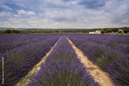 Lavender field at Coustellet. Vaucluse, Provence, France