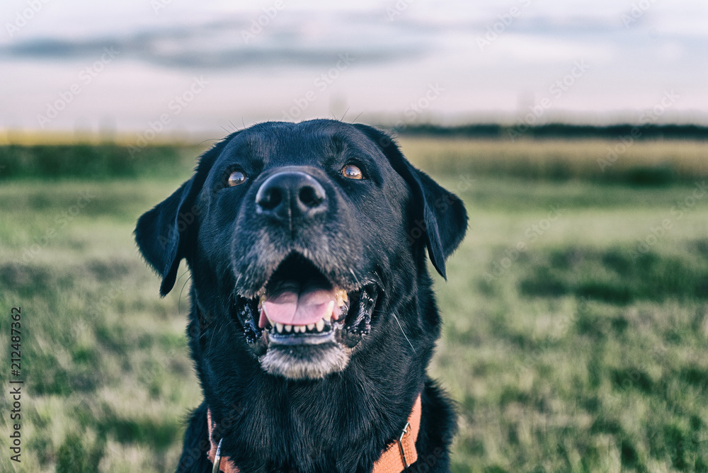 portrait of a black labrador walking in summer portrait of a black labrador walking in summer