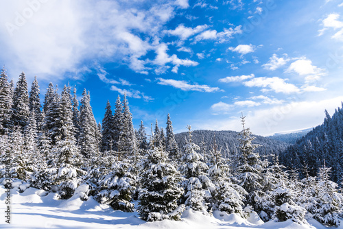 Wallpaper Mural Winter snow trees Torontodigital.ca