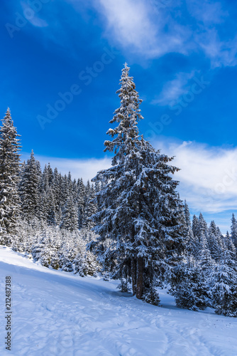 Winter snow trees