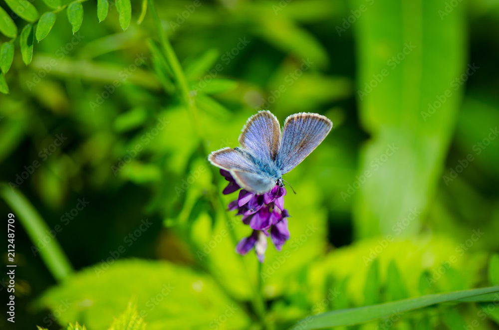 Schmetterling3 Schmetterling3