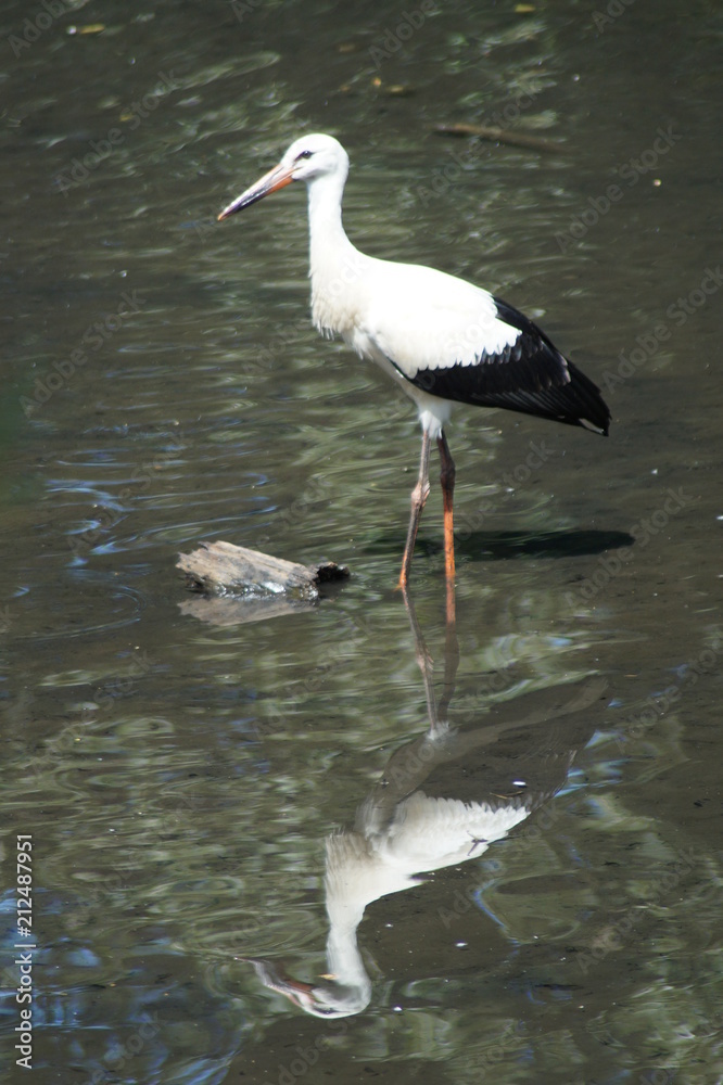 Fototapeta premium Dopellter KLapperstorch
