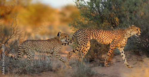 The cheetah (Acinonyx jubatus) walking across the desert. Mother and puppy cheetahs in the evening light.
