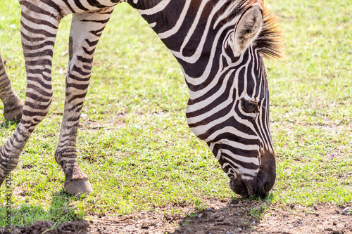 Zebra head eating grass on the ground