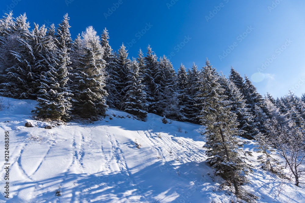 amazing snow trtees