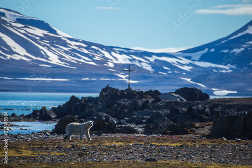 Fototapeta Naklejka Na Ścianę i Meble -  Polar bear in south Spitsbergen.