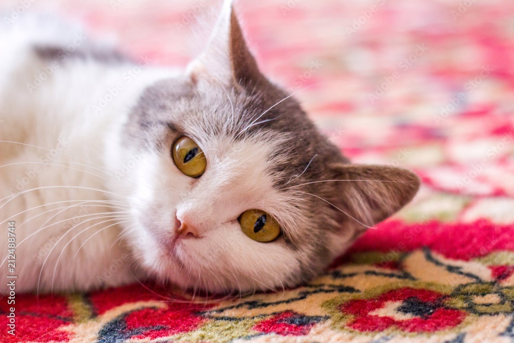 A portrait of a very sad kitten with huge eyes A portrait of a very sad kitten with huge eyes